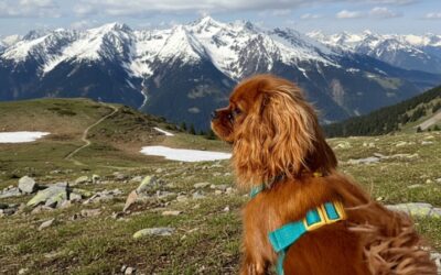 Animal et Lien Social en Béarn